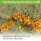 Organic Omega-7 Sea Buckthorn Oil Capsules 60ct