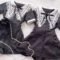Embroidered Japanese Lolita Shirt Shorts Set