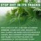 Saw Palmetto Prostate Hair Support Urinary Health