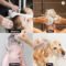 Silicone Scalp Massager Shampoo Brush Dandruff Removal